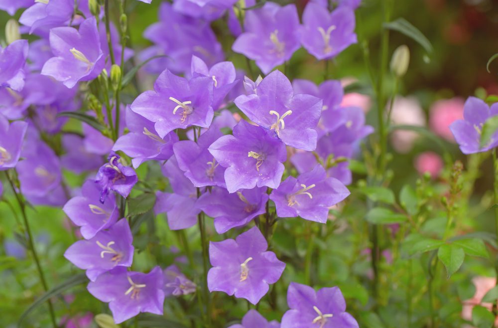 Begleitpflanzen - Rosen - Campanula - Glockenblume - Franks kleiner Garten