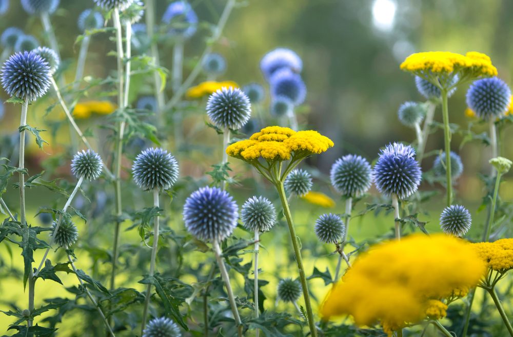 Begleitpflanzen - Rosen - Echinops - Goldgarbe - Franks kleiner Garten
