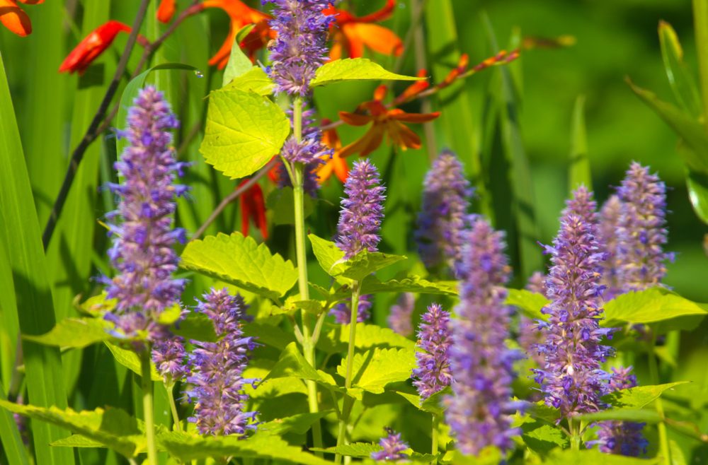 Begleitpflanzen - Rosen - Katzenminze - Sommer - Franks kleiner Garten