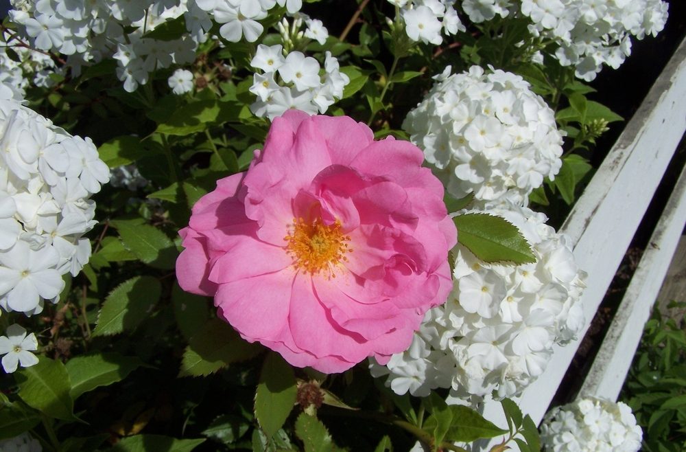 Begleitpflanzen - Rosen - Phlox - mit Rose - Franks kleiner Garten