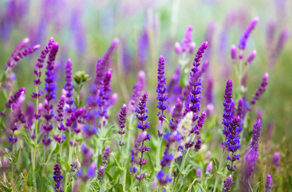 Begleitpflanzen - Rosen - Salbei - Sommer - Franks kleiner Garten