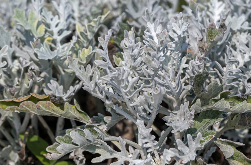 Begleitpflanzen - Rosen - Wermut - Silber - Sommer - Franks kleiner Garten