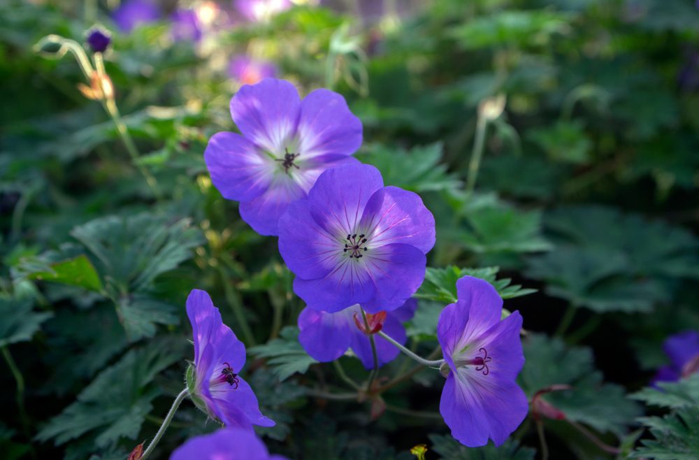Begleitpflanzen - Rosen - Storchenschnabel - Sommer - Franks kleiner Garten