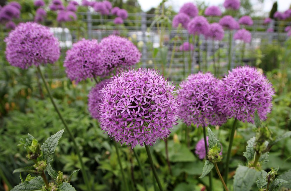 Begleitpflanzen - Rosen - Allium - Zierlauch - Franks kleiner garten
