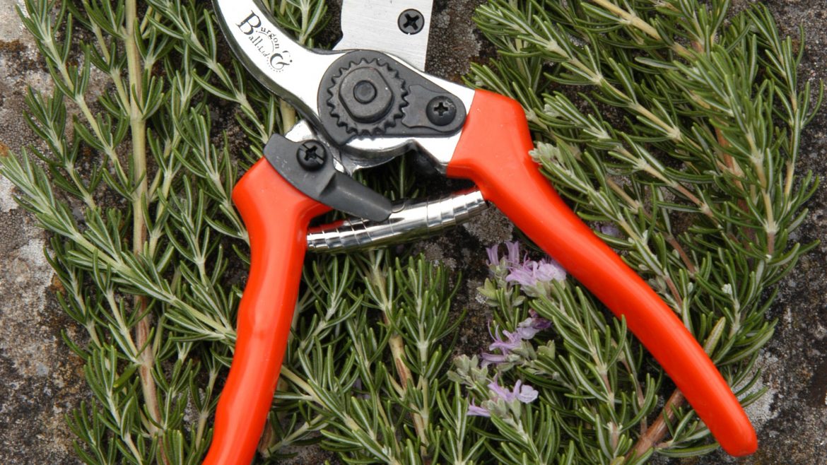 Gartenschere - Bypass Secateur - Burgon & Ball - lifestyle 2 - Franks kleiner Garten