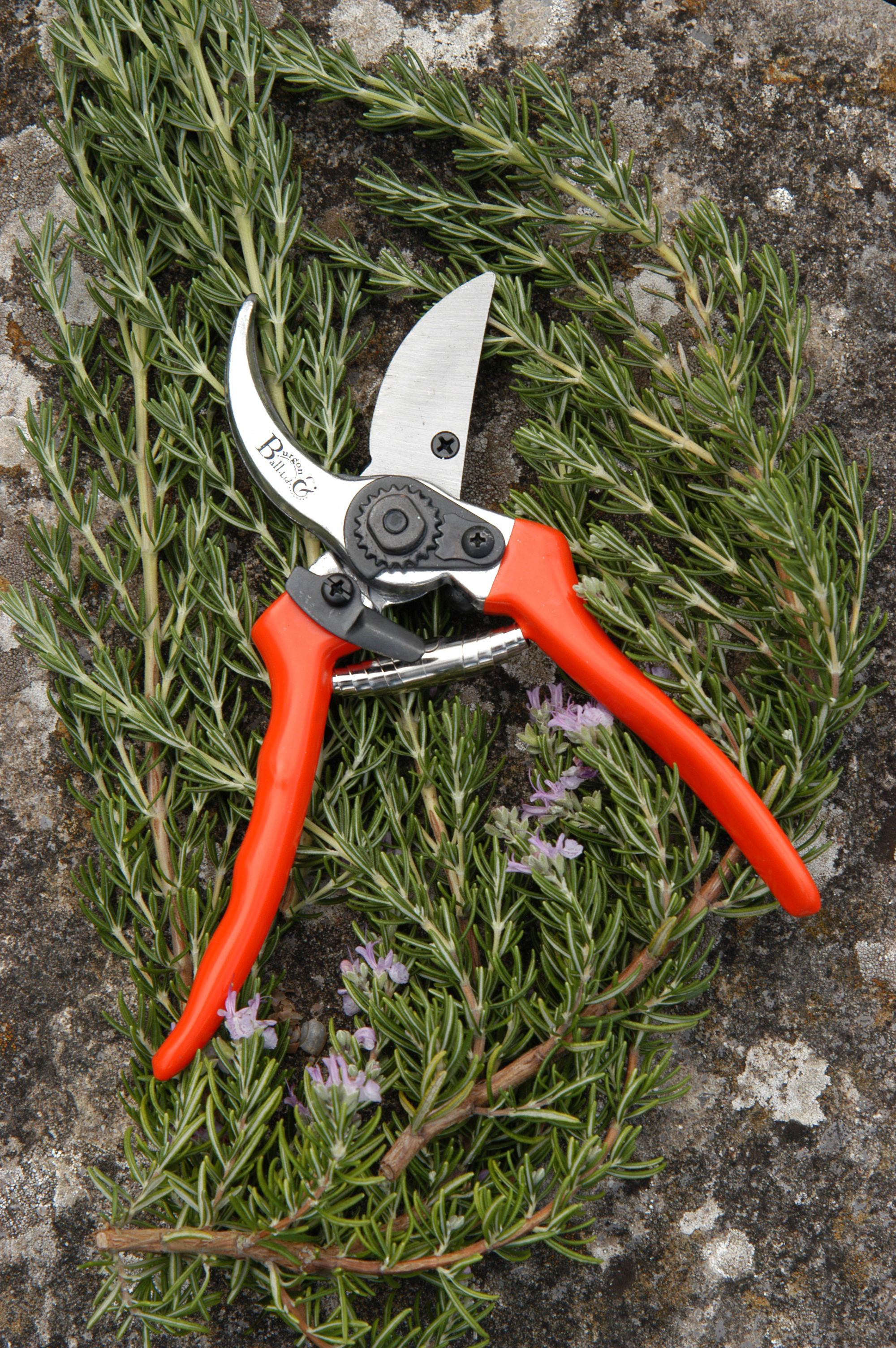 Gartenschere - Bypass Secateur - Burgon & Ball - lifestyle 2 - Franks kleiner Garten Gartenschere - Bypass Secateur - Burgon & Ball - lifestyle 2 - Franks kleiner Garten