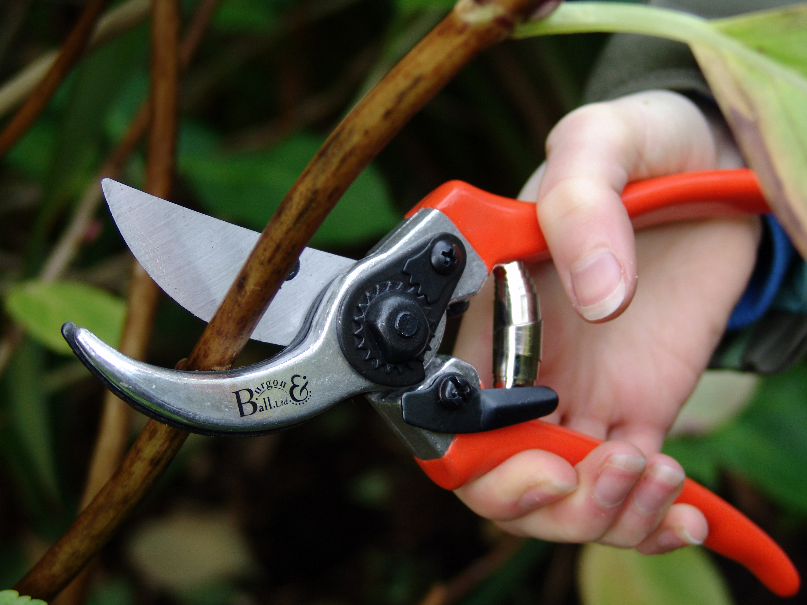Gartenschere - Bypass Secateur - Burgon & Ball - lifestyle - Franks kleiner Garten Gartenschere - Bypass Secateur - Burgon & Ball - lifestyle - Franks kleiner Garten