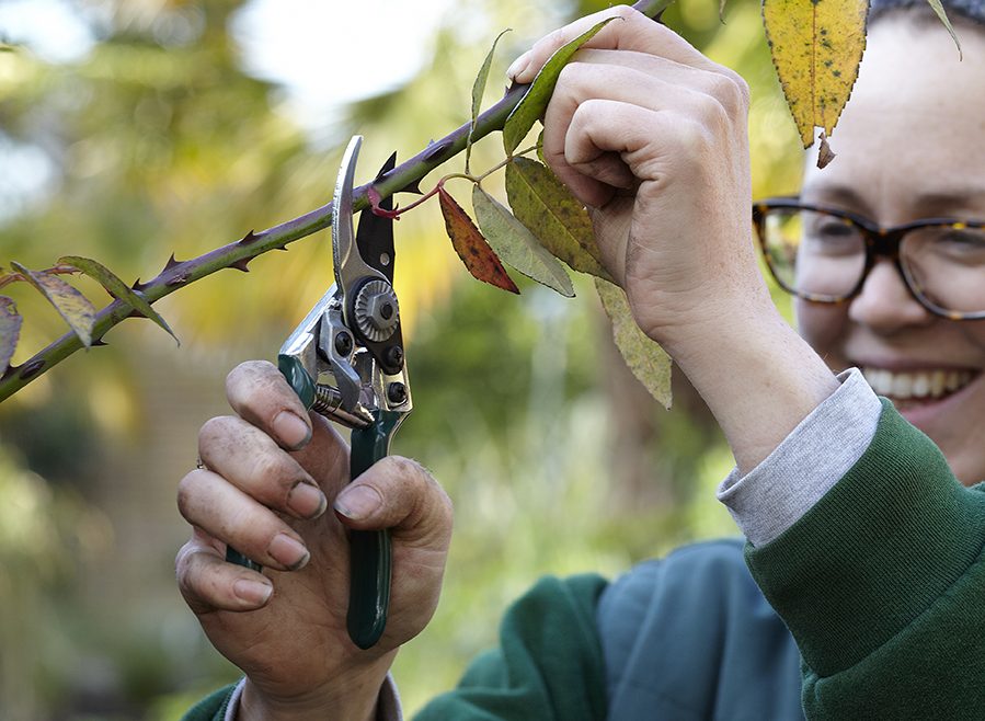 Gartenschere - Pocket Pruner - Burgon & Ball - lifestyle 2 - Franks kleiner Garten