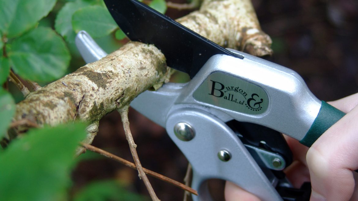 Gartenschere - Ratschenschere - Burgon & Ball - Franks kleiner Garten