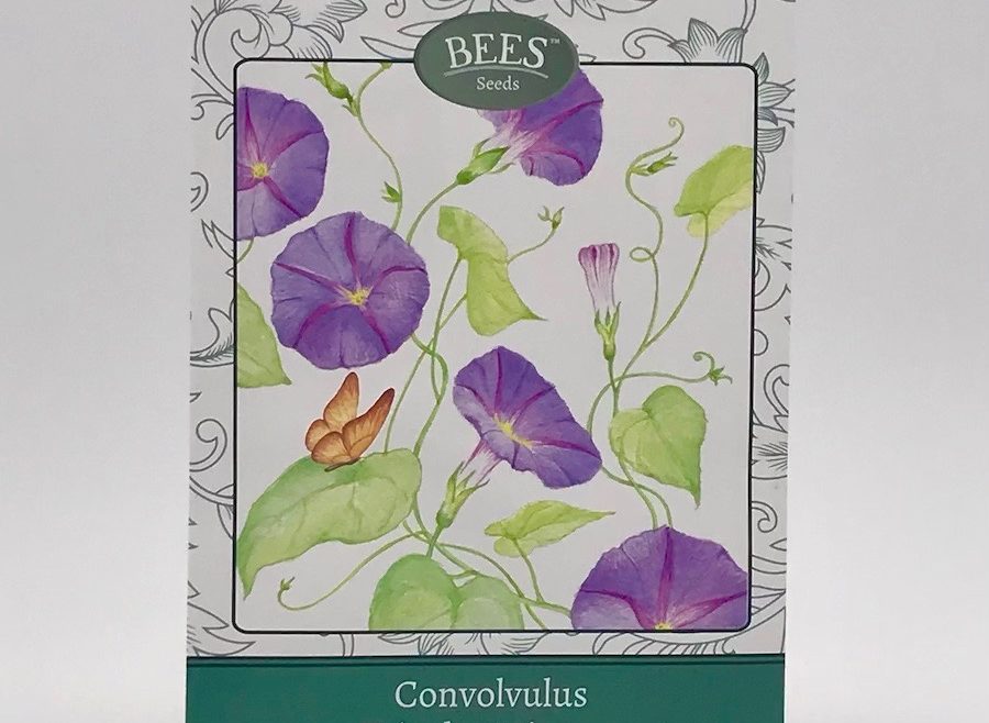 Convolvulus - Winde - Samen - Saatgut - Samentütchen - BEES Seeds - Franks kleiner Garten