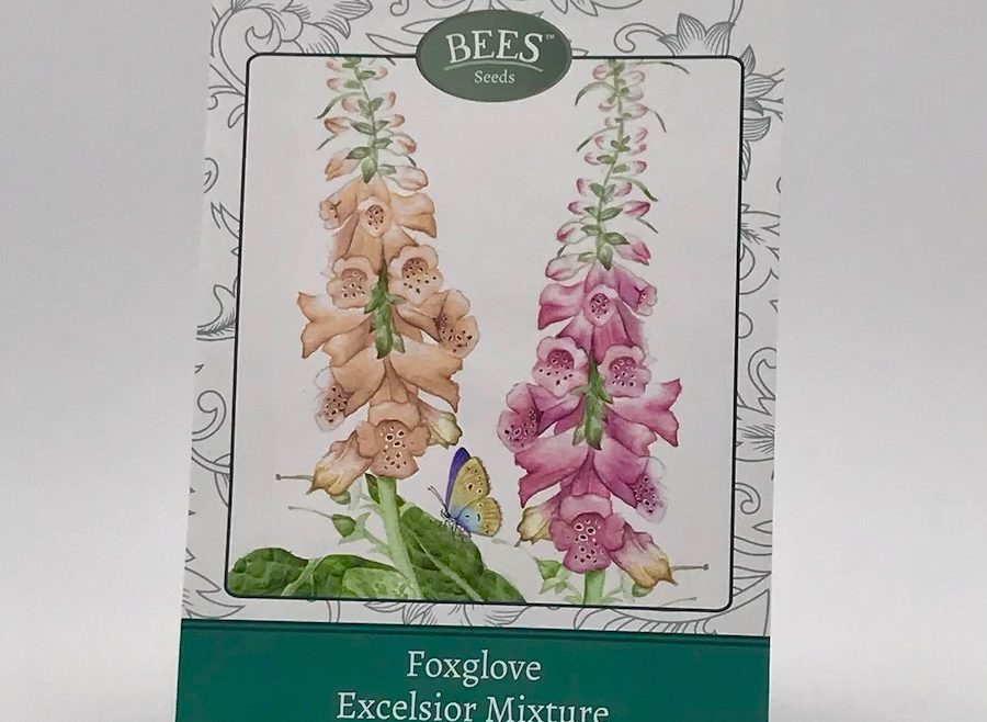 Fingerhut - Samentütchen - saatgut - BEES Seeds - Franks kleiner Garten
