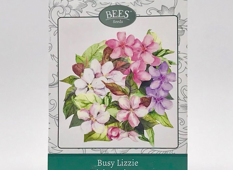 Fleißiges Lieschen - Divine Mixture - Samen - Saatgut - BEES Seeds - Franks kleiner Garten