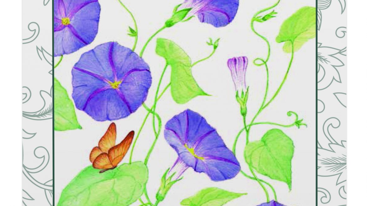 Saatgut - Samentütchen - Bees - Convolvulus – Tricolore - Franks kleiner Garten