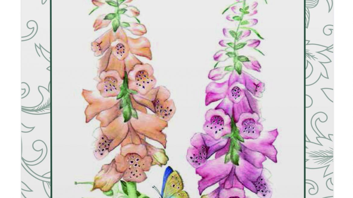Saatgut - Samentütchen - Fingerhut - Bees - Excelsior-Mischung - Franks kleiner Garten