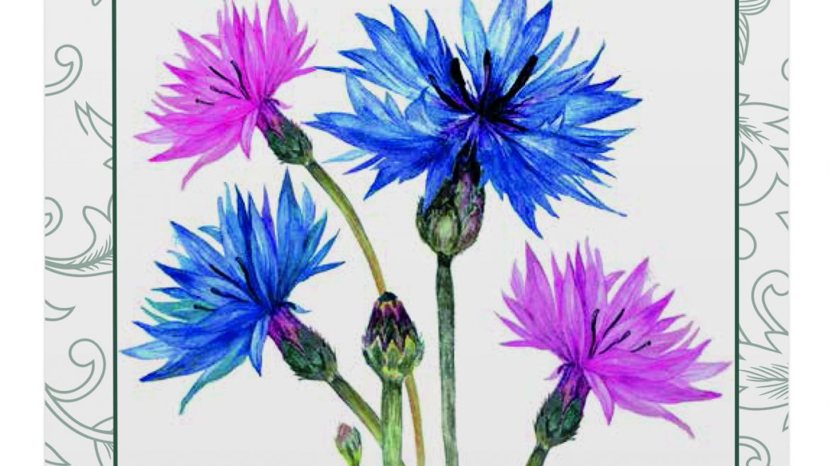 Saatgut - Samentütchen - Kornblumen - Polka Dot Mischung - BEES - Franks kleiner Garten