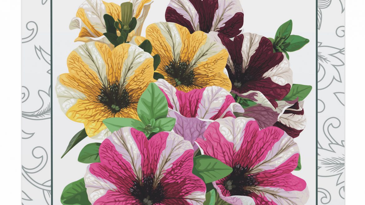 Saatgut - Tüten - Petunien - Gestreift - Produkt - Franks kleiner Garten