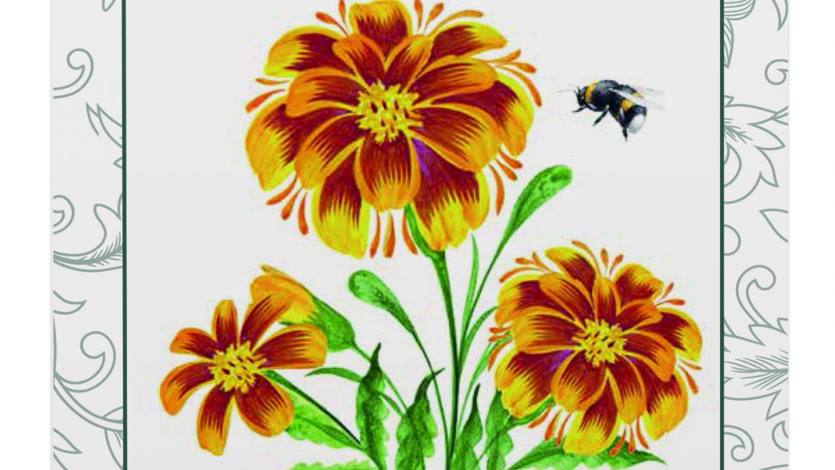 Saatgut - Samentütchen - Studentenbume - Petit - Bees - Franks kleiner Garten