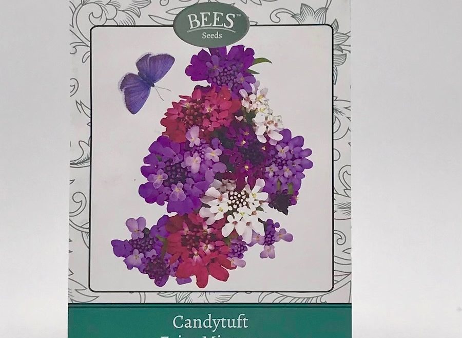 Schleifenbumen - Feen-Mischung - Samen - Saatgut - Samentütche - BEES Seeds - Franks kleiner Garten
