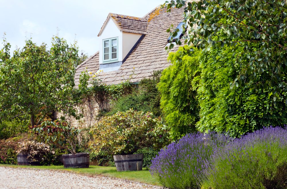Garten - Fehler vermeiden - Lavendel - Haus - Sommer - Franks kleiner Garten