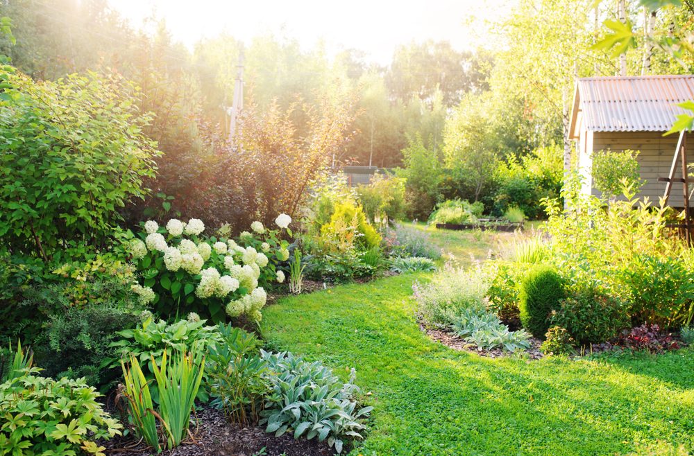 Garten - Fehler vermeiden - Sommer - Rasen - Beet - Franks kleiner Garten