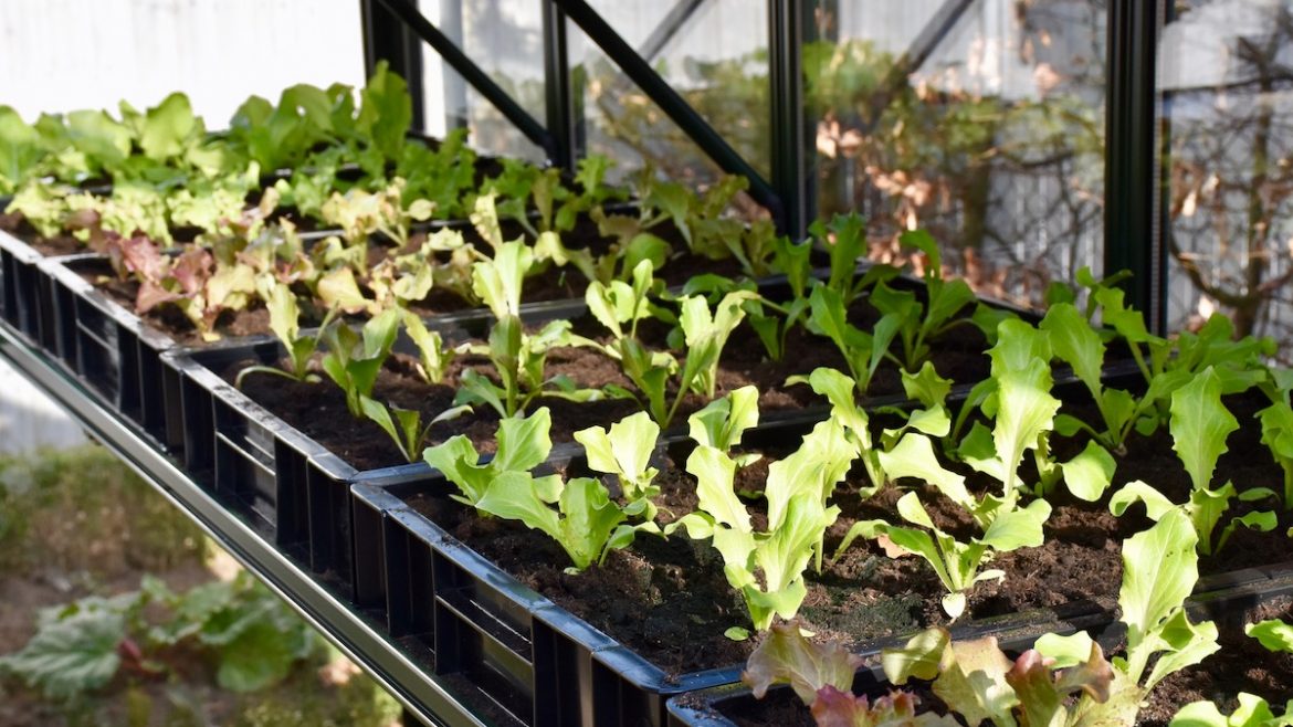 Gewächshaus - Hoklartherm - Salate - April - Pflanzkisten - Franks kleiner Garten