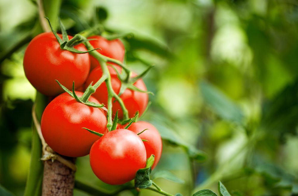Gewächshaus - Hoklartherm - Tomaten - April - Franks kleiner Garten