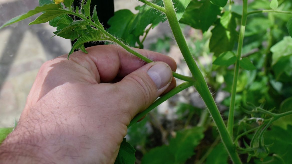Gewächshaus - Hoklartherm - Tomaten - Ausgeizen - Juni - Franks kleiner Garten