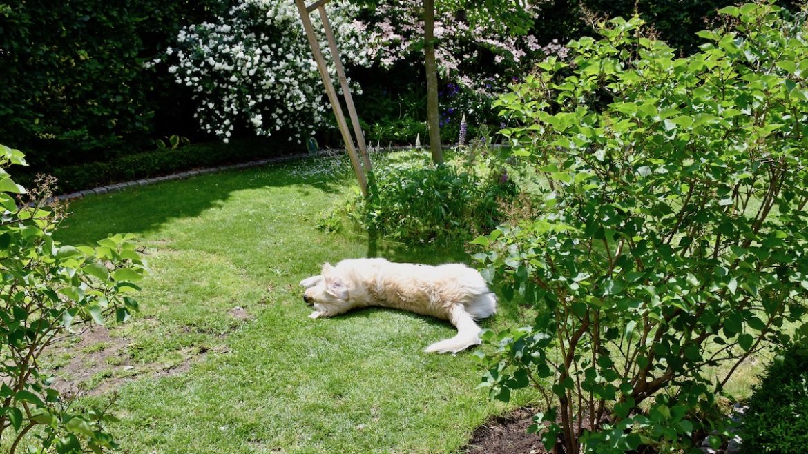 iMow - Stihl - Mähroboter - Bruno - Rasen - Blüten - Franks kleiner Garten