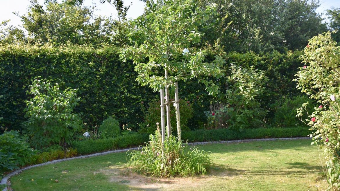 iMow - Stihl - Mähroboter - Rasen - Blumeninsel - Franks kleiner Garten