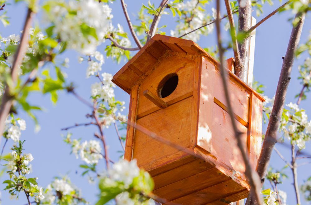 Biogarten - Nistplatz - Vogel - Baum - Frühling - Franks kleiner Garten