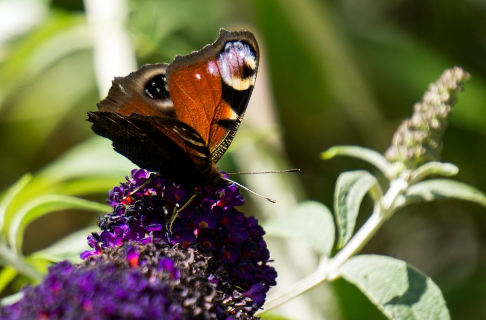 Biogarten - Schmetterling - Tagpfauenauge - Franks kleiner Garten