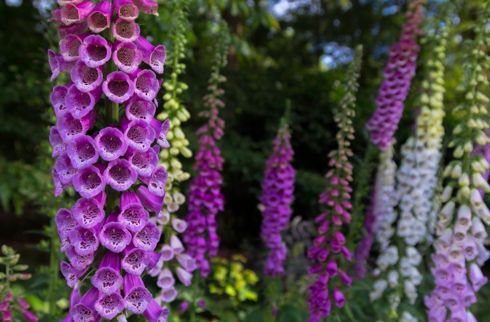 Fingerhut - Digitalis - Zweijährtige - Gewächshaus - Hoklartherm - September - Franks kleiner Garten