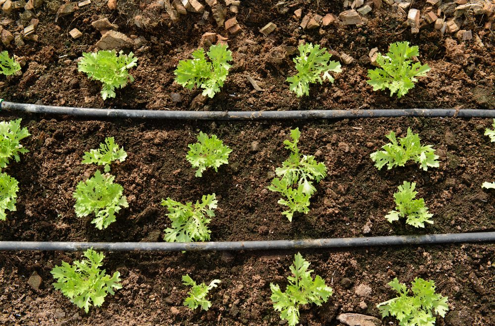 Garten - Gartenanfänger - Gartentipps - Bewässerung - Tropfschlauch - Franks kleiner Garten