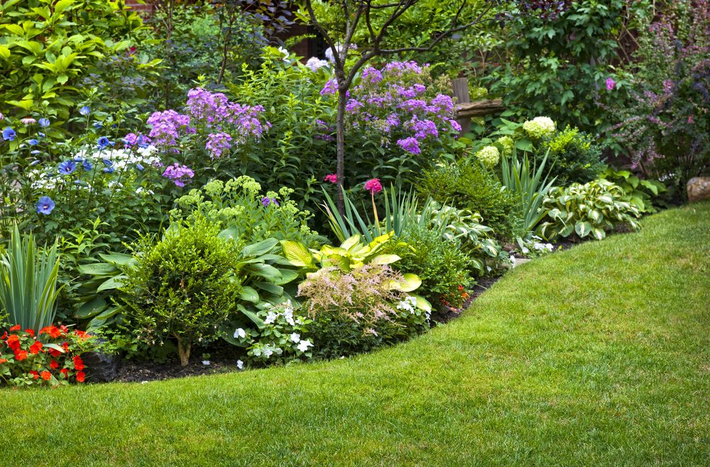 Gartenplanung - Gartenanfänger - Beet - Tipps - Franks kleiner Garten