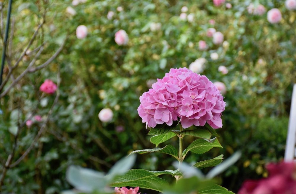 Herbstlaub - Hortensie - Herbst - Laub - Winterschutz - Franks kleiner Garten