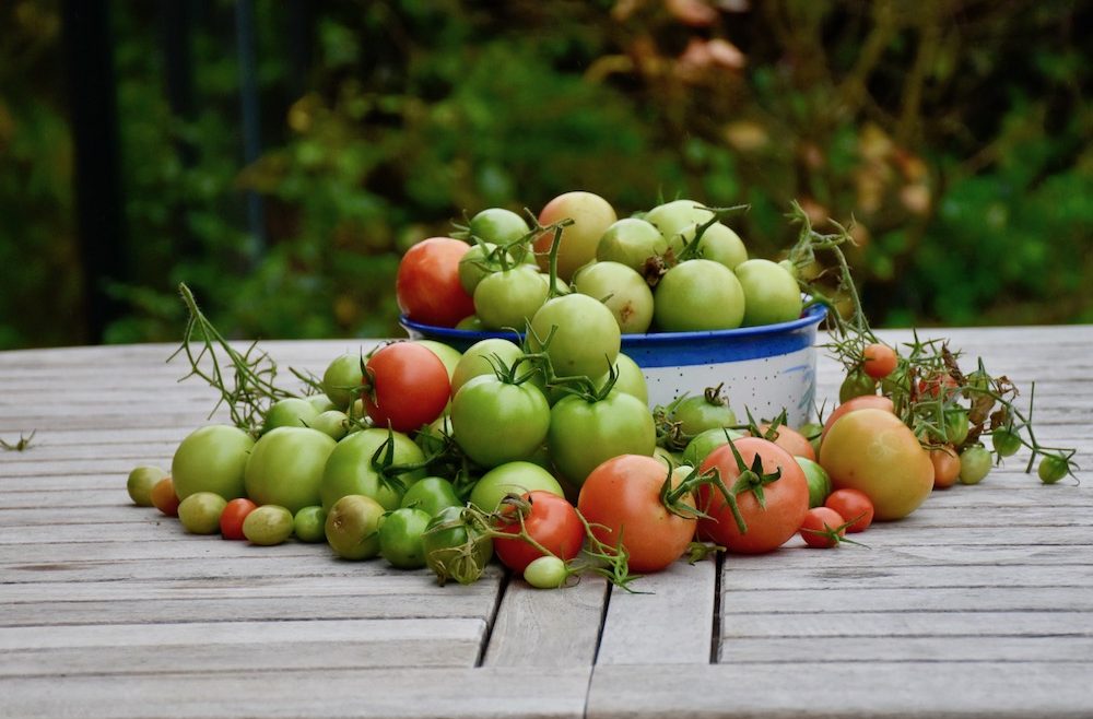 Hoklartherm - Gewächshaus - Tomaten - Ernte - Herbst - Oktober - Franks kleiner Garten