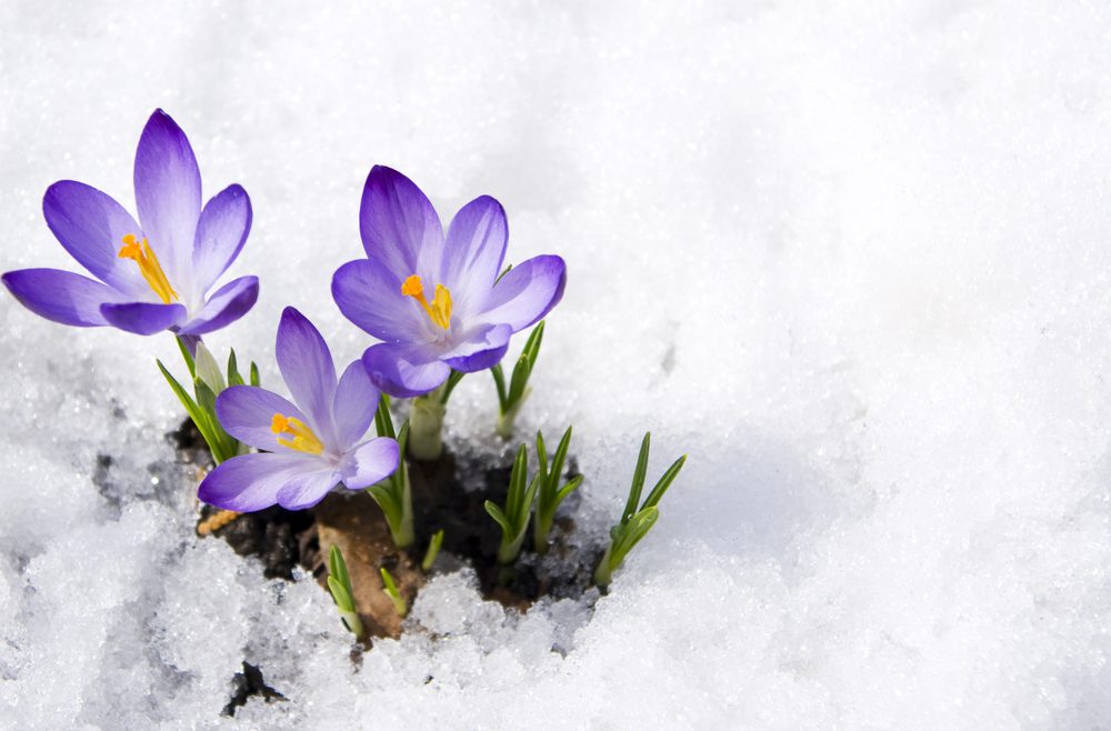 Insekten - Frühblüher - Krokusse - Schnee - Frühling - Winter - Franks kleiner Garten