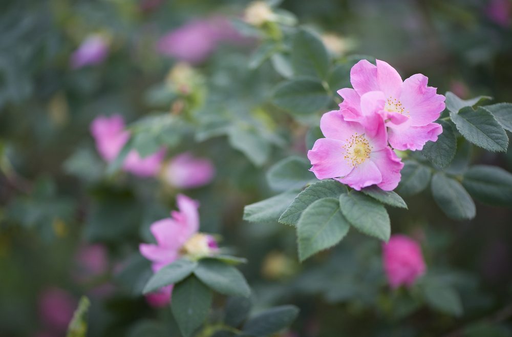 Insekten - wilde Rose - Blüte - Romantisch - Franks kleiner Garten