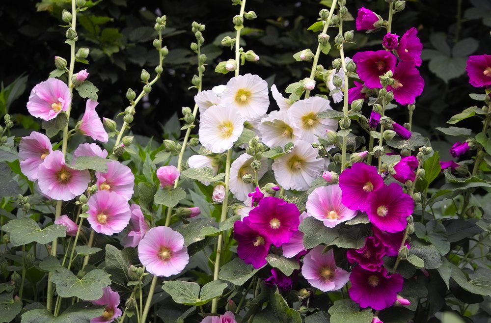 Herbst - Herbstpflanzung - Stockrosen - Franks kleiner Garten