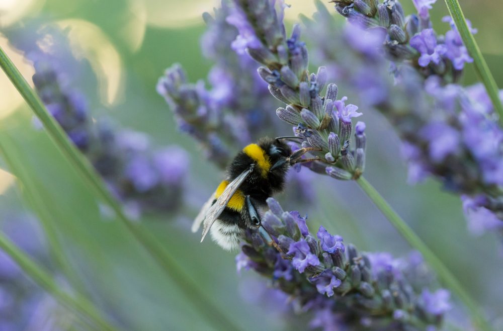 Gewächshaus - Hoklartherm - Hummel - Lavendel - Frühling - Franks kleiner Garten