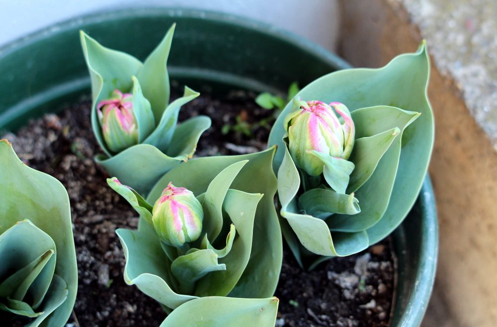 Gewächshaus - Hoklartherm - Tulpen - Winter - Frühling - Franks kleiner Garten