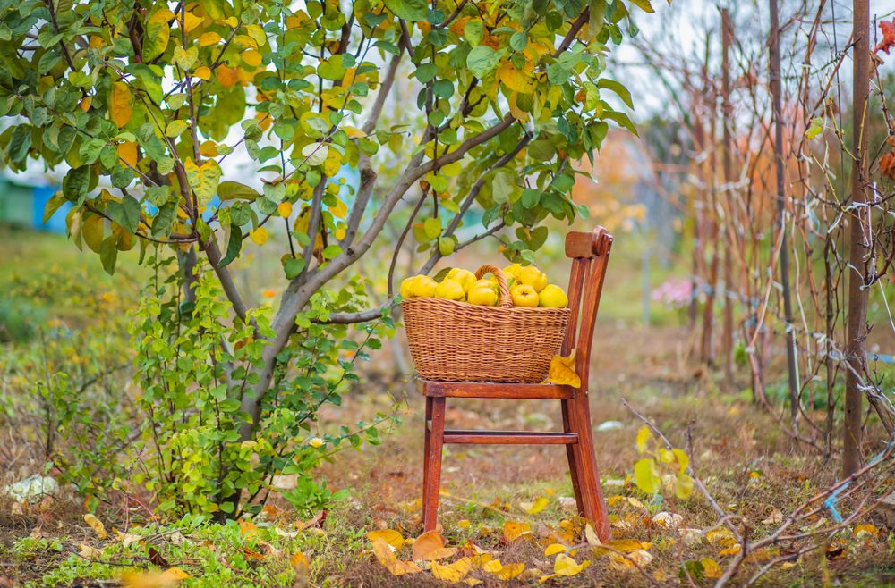 Chaenomeles - Zierquitte - Ernte - Korb - Herbst - Franks kleiner Garten