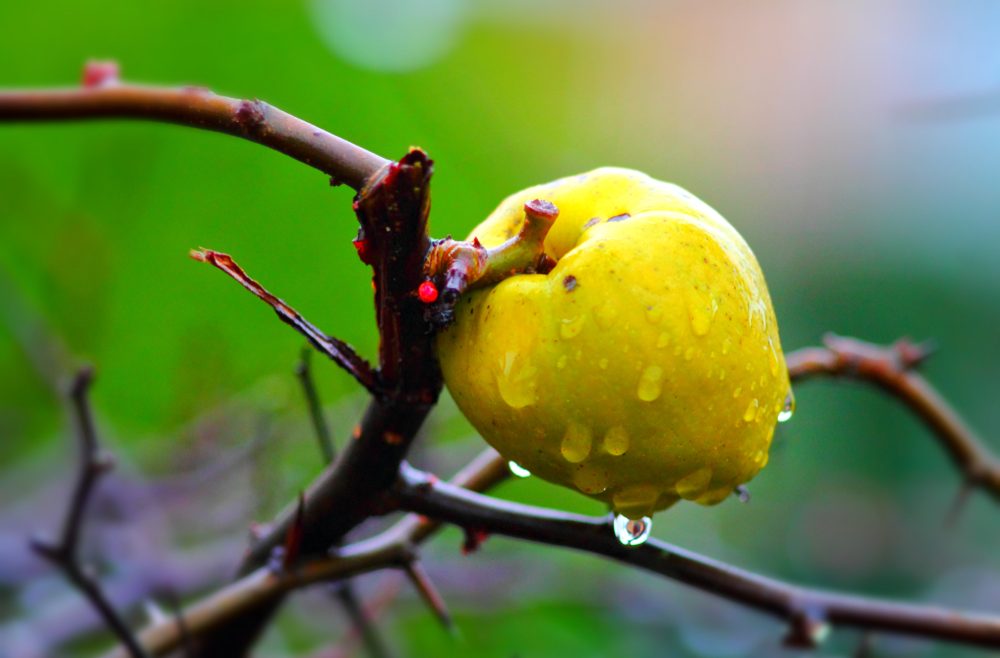 Chaenomeles - Zierquitte - Frucht - Gelb - Franks kleiner Garten