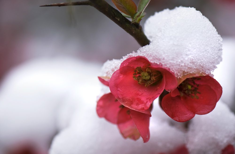 Chaenomeles - Zierquitte - Winter - Schnee - Rote - Blüte - Frank kleiner Garten