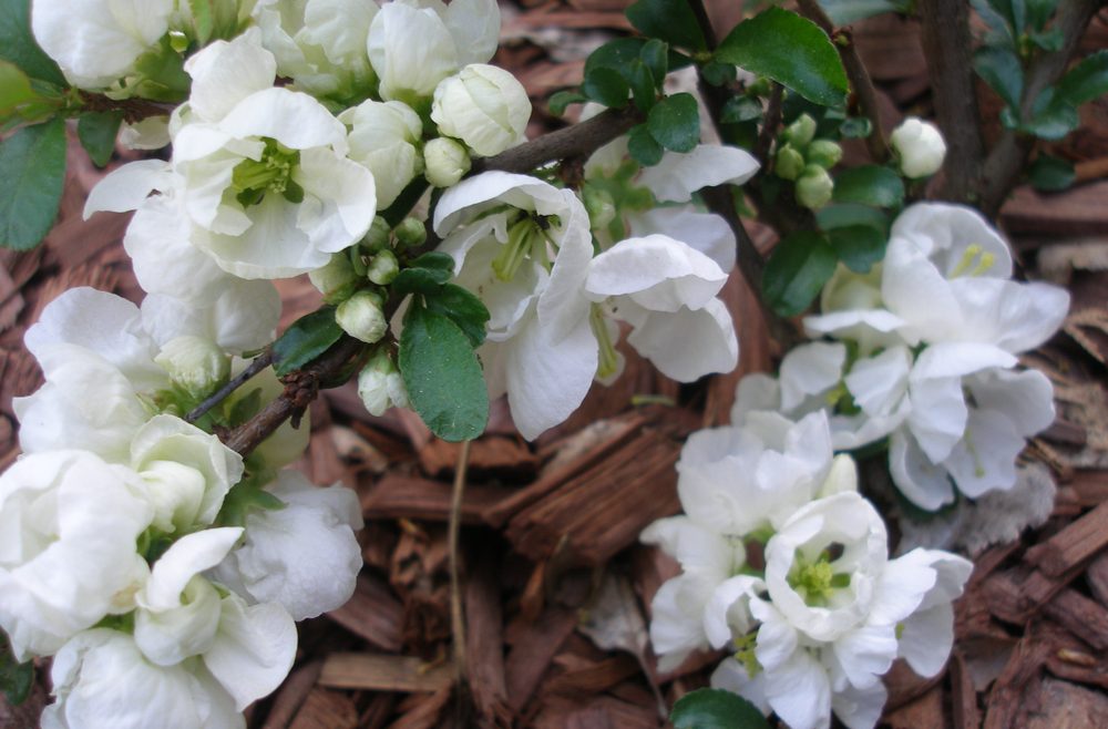 Chaenomeles - Zierquitte - Yukigoten- Franks kleiner Garten