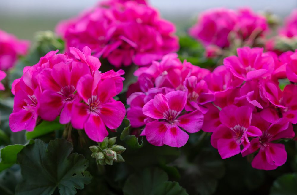 Februar - Geranien - Blüten - Balkon - Terrasse - Franks kleiner Garten