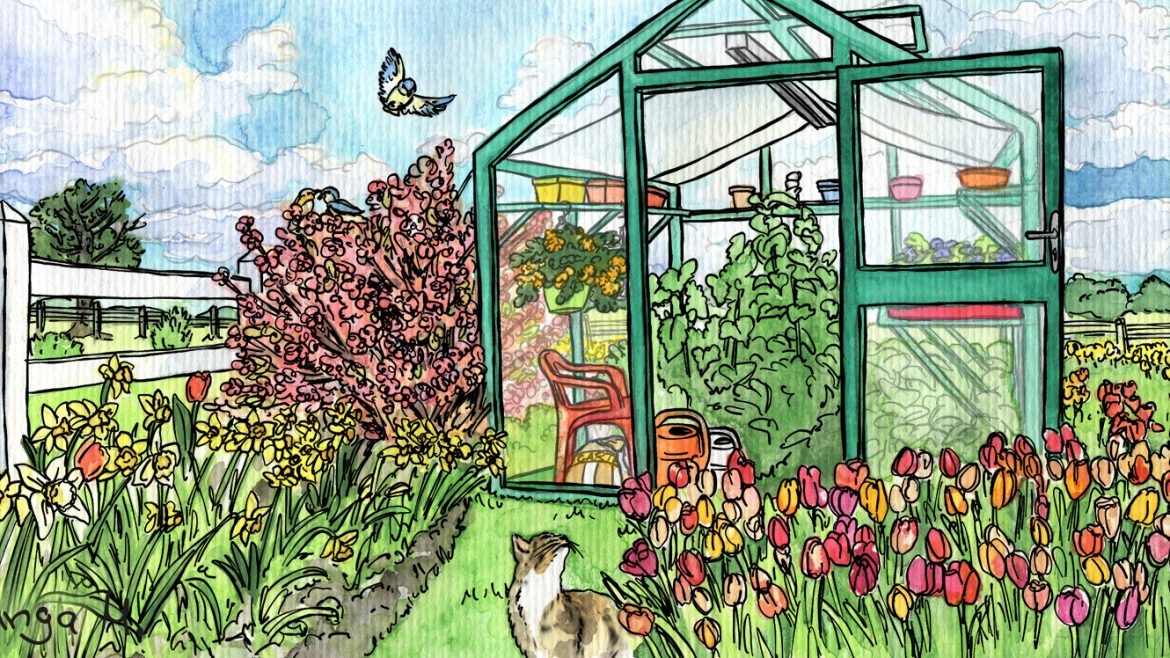 Gewächshaus - Februar - Illustration - Tulpen - Frühling - Franks kleiner Garten