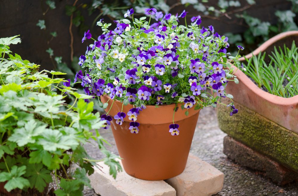 Hornveilchen - Frühlin - Tontopf - Kübel - Deko - Balkon - Terrasse - Franks kleiner Garten
