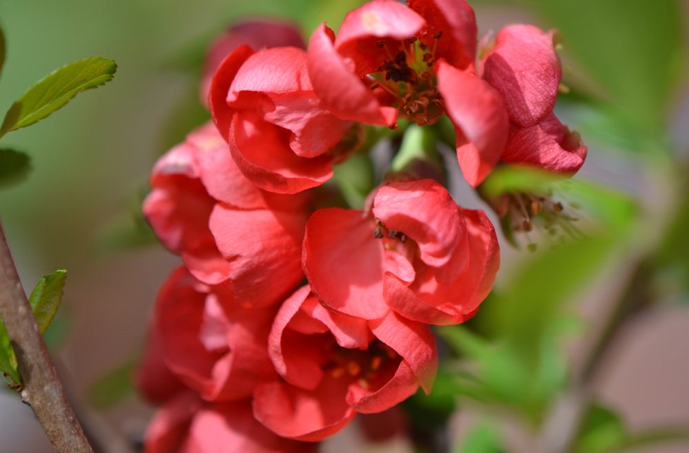 Zierquitte - Chaenomeles - Rot - Blüten - Winter - Frühling - Franks kleiner Garten.jpg