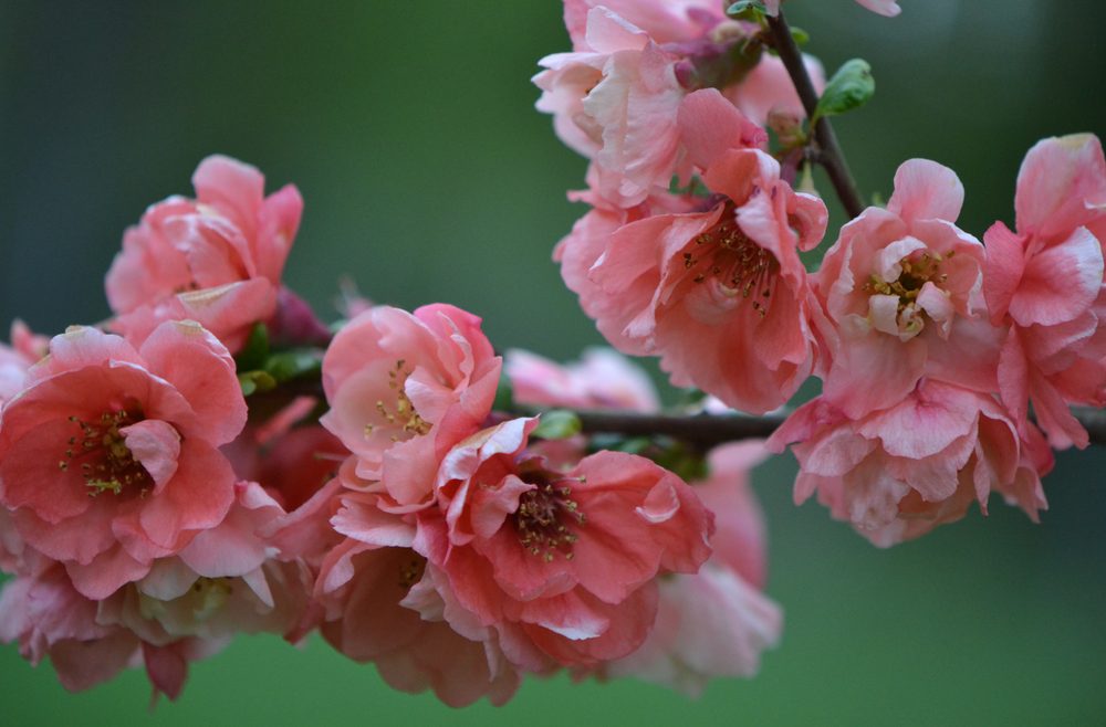 Zierquitte - Winter - Frühling - Blüten - Rose - Franks kleiner Garten
